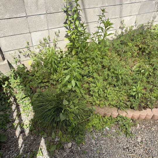 画像4995
